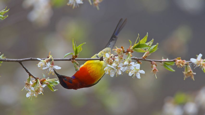 【今日春分】梅里雪山国家公园内一只以桃花为食的蓝喉太阳鸟，中国云南省 