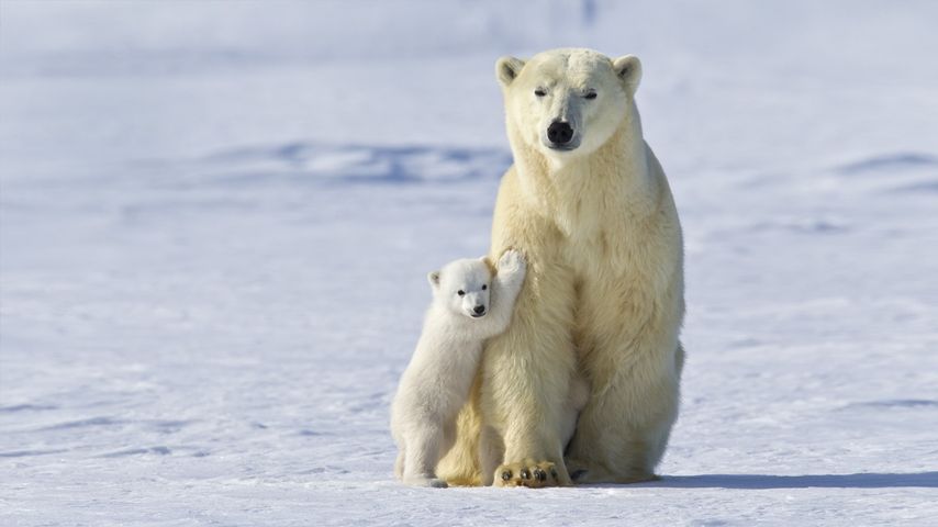加拿大马尼托巴省，瓦普斯克国家公园中的北极熊
