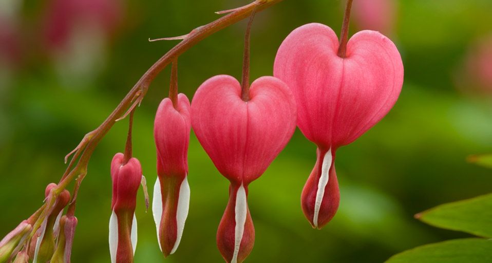 Dicentra (bleeding heart) plant