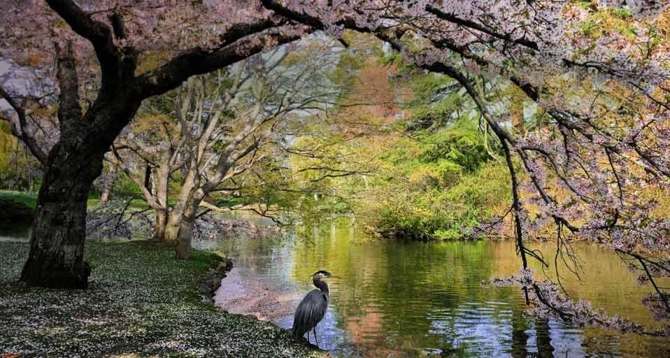 Ein Kanadareiher unter blühenden Kirschbäumen im Beacon Hill Park in Victoria, British Columbia, Kanada
