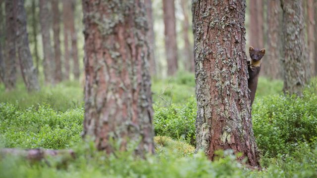 Baummarder im Cairngorms-Nationalpark, Schottland