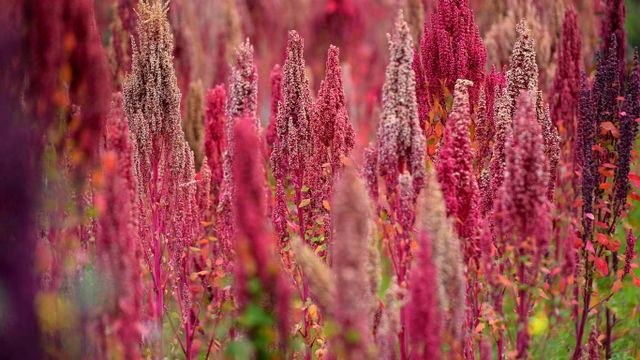 Quinoa plants in Peru