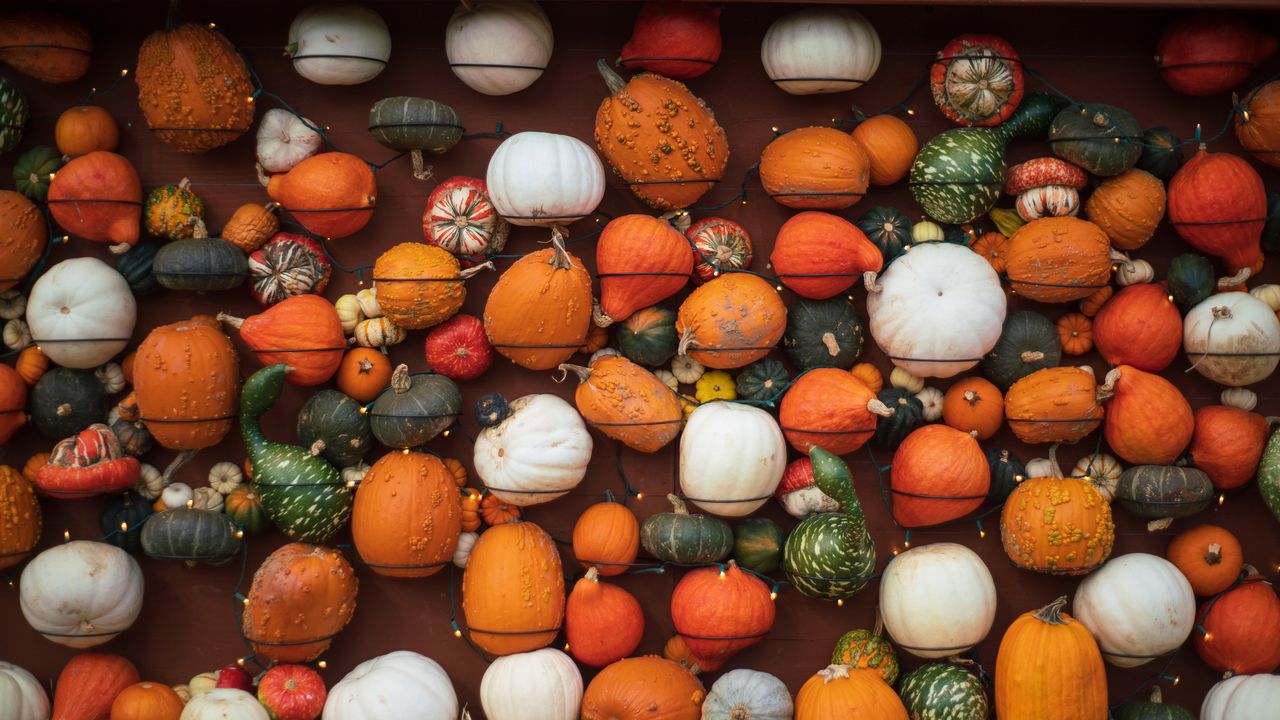 Different kinds of pumpkins and gourds