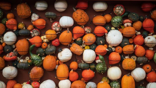 Different kinds of pumpkins and gourds