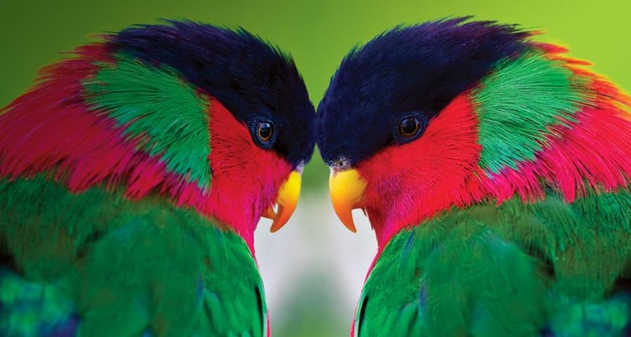 Two collared lories