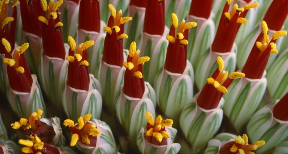 Abstract close-up of flower spike, aloe spicata