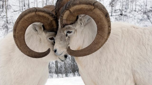 Close-up of a male Dall sheep exhibiting dominant behaviour, Yukon 