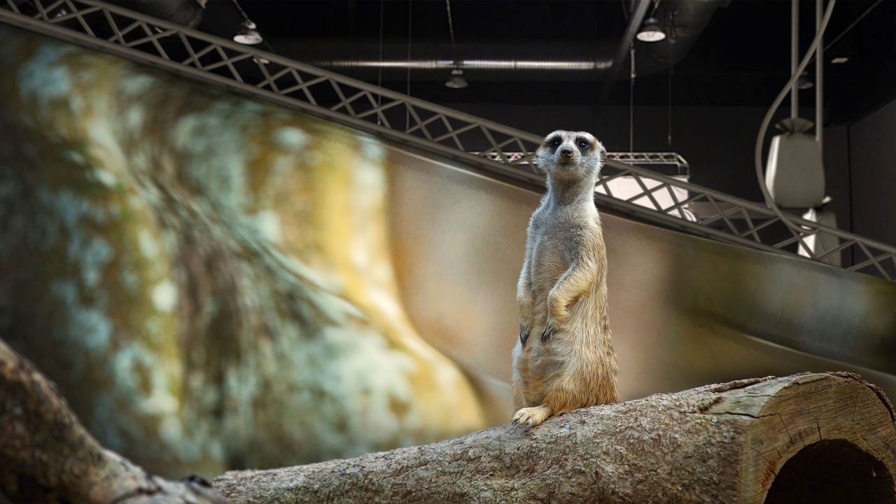 Suricate dans son habitat naturel 