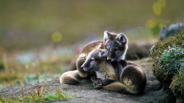 Polarfuchs-Junge, Wrangelinsel, Russland