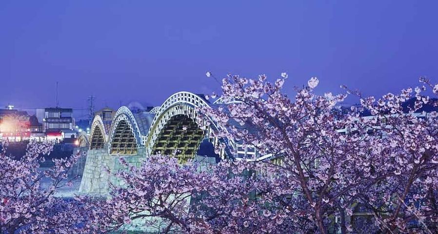 ｢錦帯橋と桜｣山口, 岩国