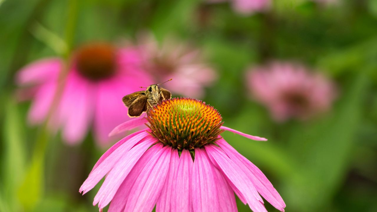 Skipper butterfly on an Echinacea flower, Rockefeller State Park, New York, United States