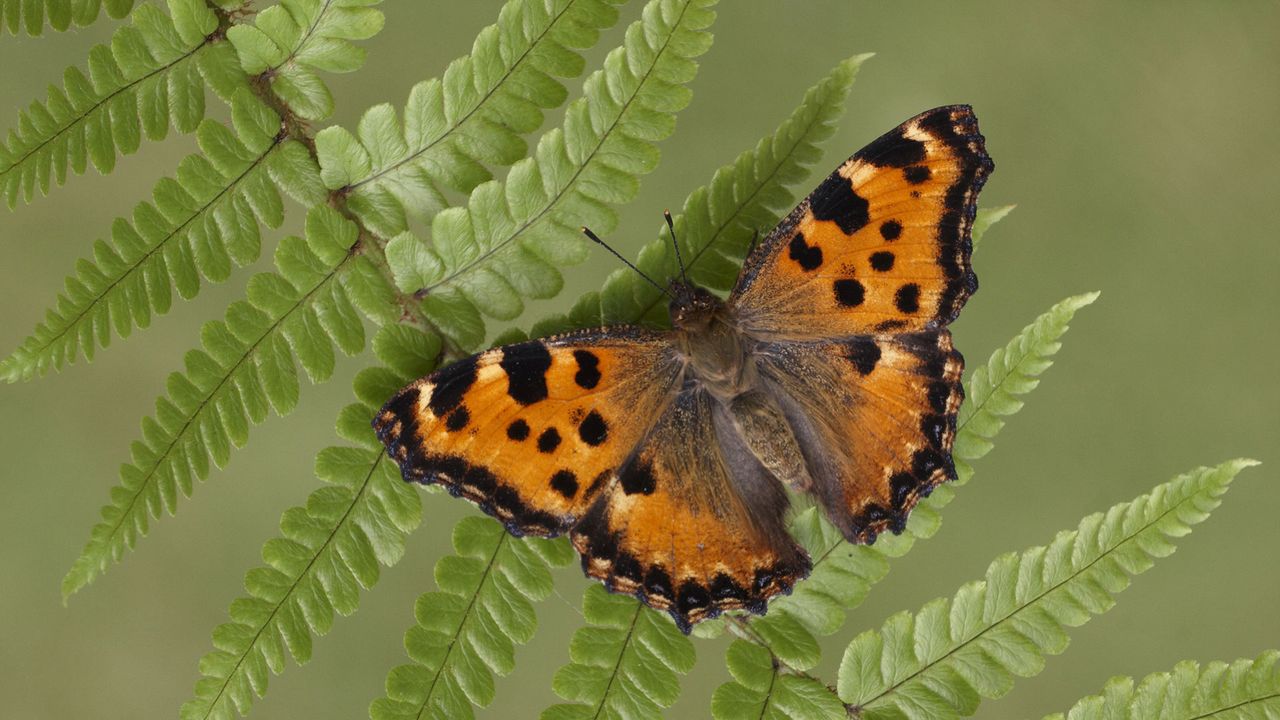 Ein „Großer Fuchs“ (Nymphalis polychloros) sonnt sich auf einem Farnwedel 