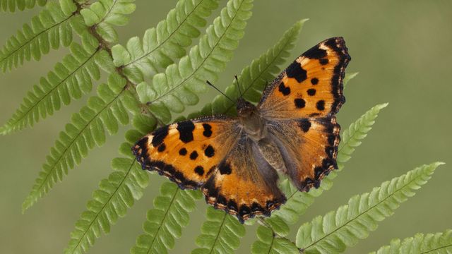 Ein „Großer Fuchs“ (Nymphalis polychloros) sonnt sich auf einem Farnwedel 