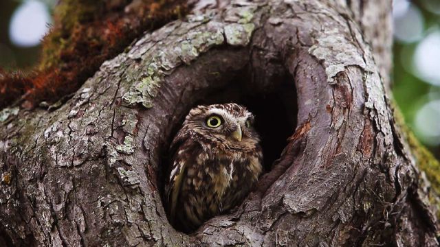 Little owl, Vieux, Calvados, Lower Normandy, France