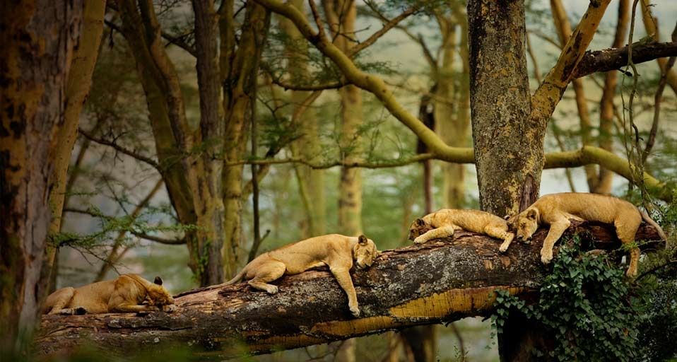 Lions sleeping in the trees