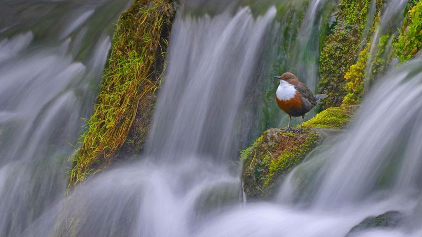 一只站在Lathkill河Tufa坝上的白喉噪鹛，英国德比郡  