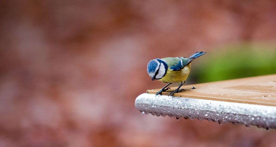 A Blue Tit (Parus caeruleus) perches at the edge of a table