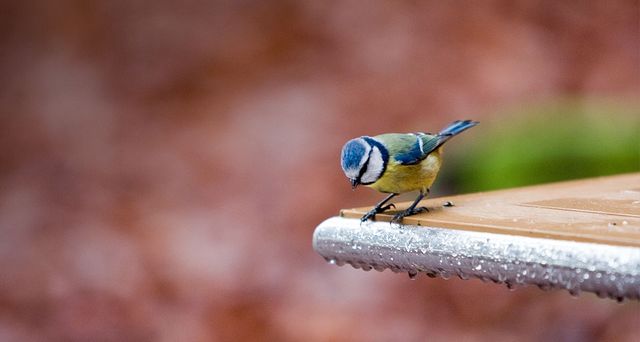 A Blue Tit (Parus caeruleus) perches at the edge of a table