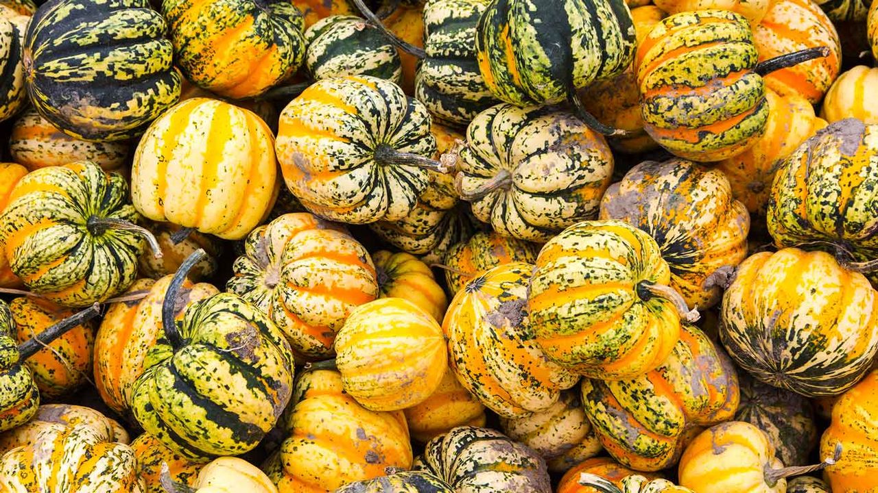 Festival Squash for sale at a farm produce market, Canada