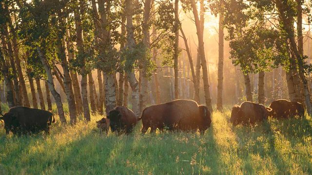 American Bisons, Elk Island National Park, Alberta