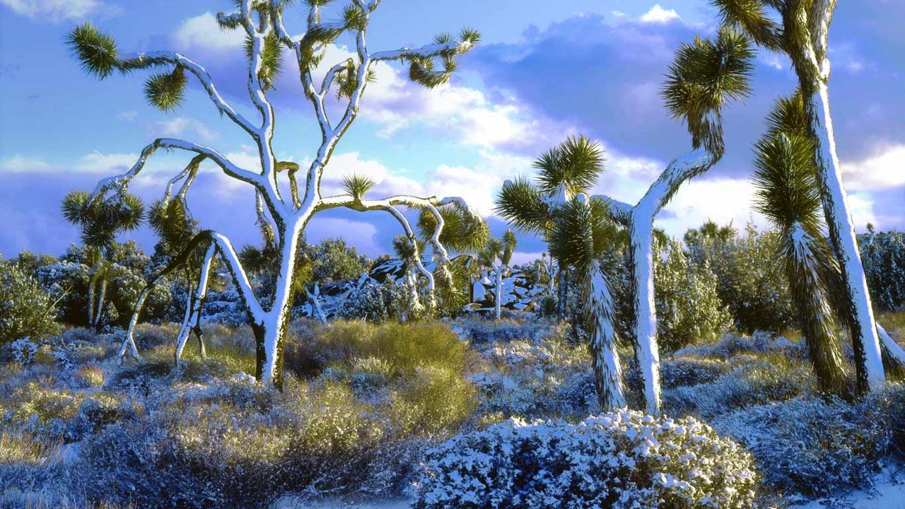Snow-covered Joshua trees, Joshua Tree National Park, California, USA