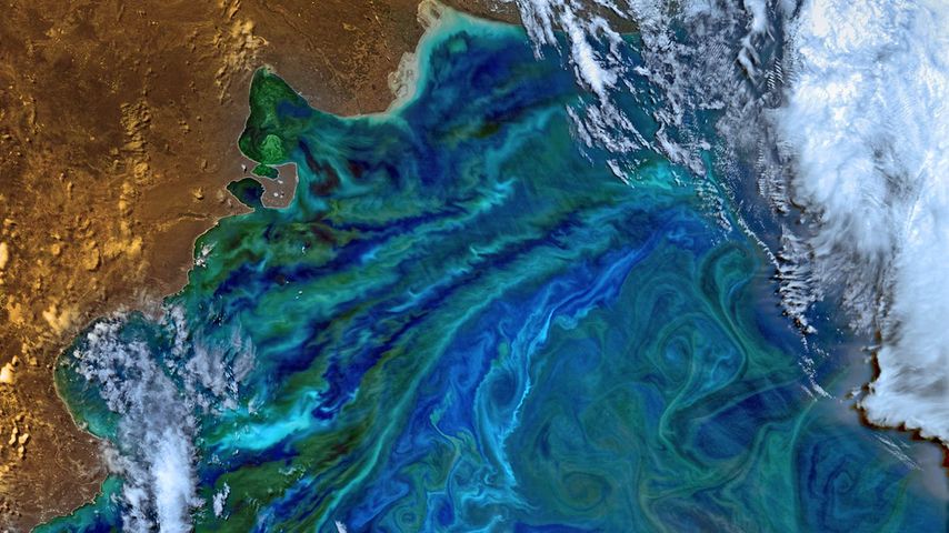 A phytoplankton bloom off the Atlantic coast of South America