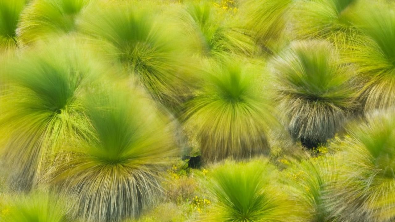 Wind blowing through Balga grass trees near Lancelin, Western Australia 