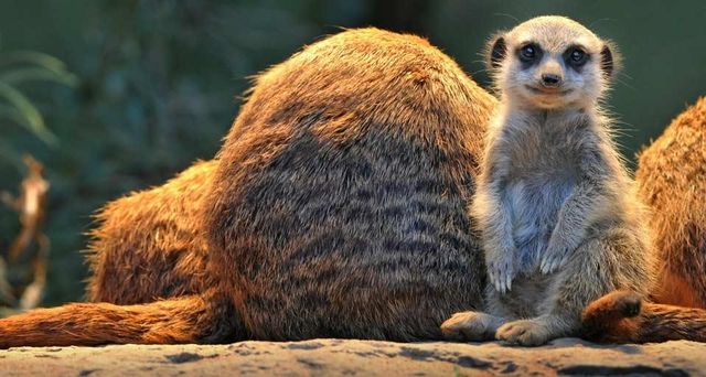 Meerkats photographed at Wilhelma Zoo and Botanical Garden, Stuttgart, Germany