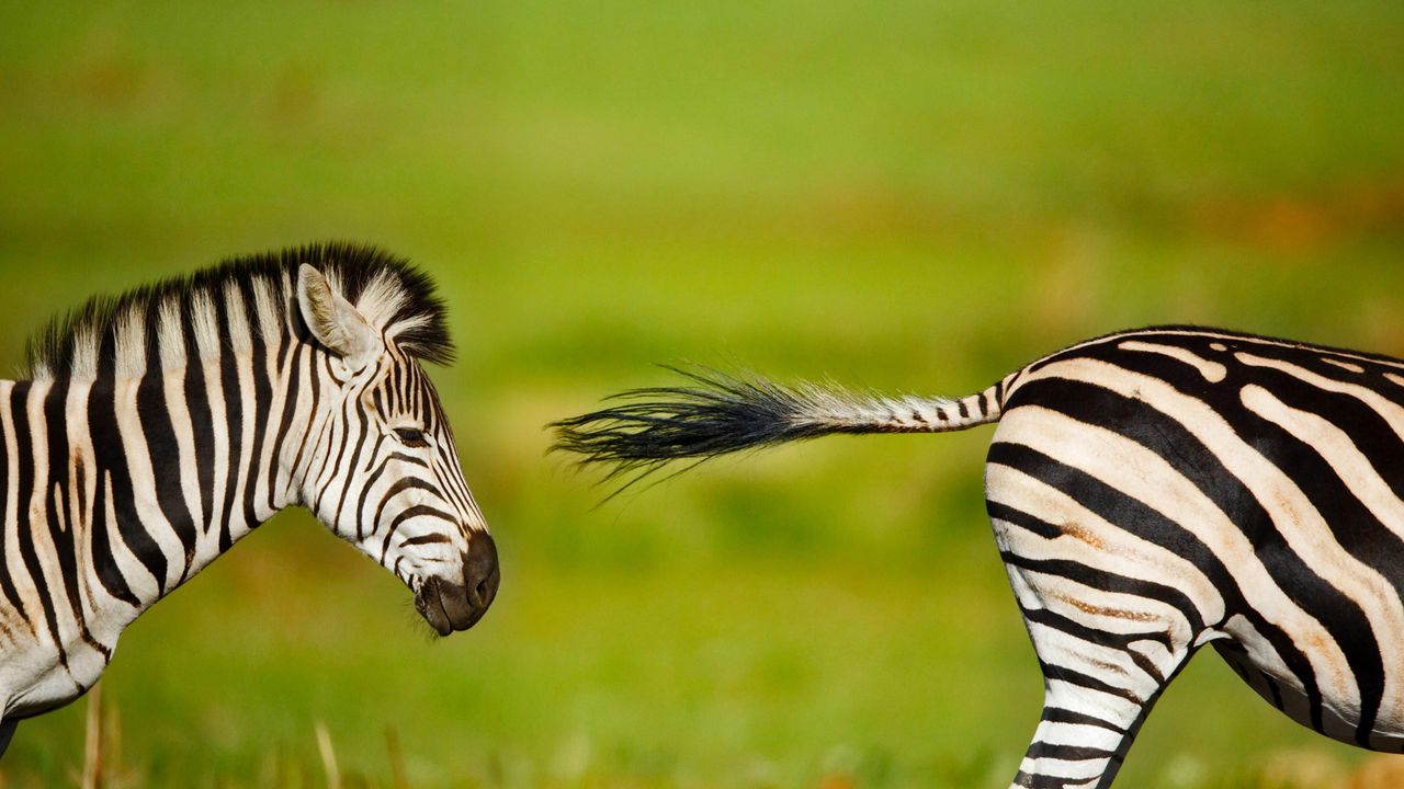 Burchell's zebra stallion chasing rival in Rietvlei Nature Reserve, South Africa 