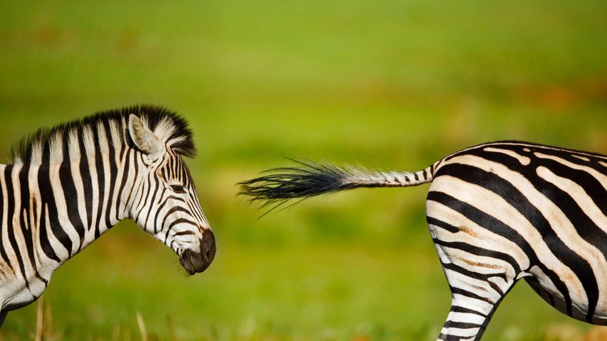 Burchell's zebra stallion chasing a rival in Rietvlei Nature Reserve, South Africa 