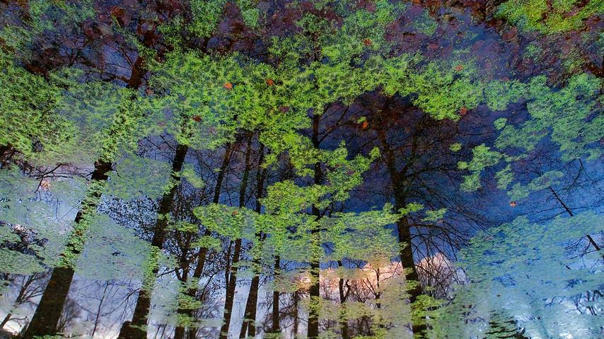 Réflection dans un lac du parc Wilhelmshöhe, Cassel, Allemagne 