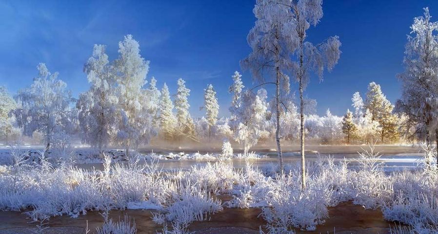 Trees and plants covered with snow in Dalarna, Sweden