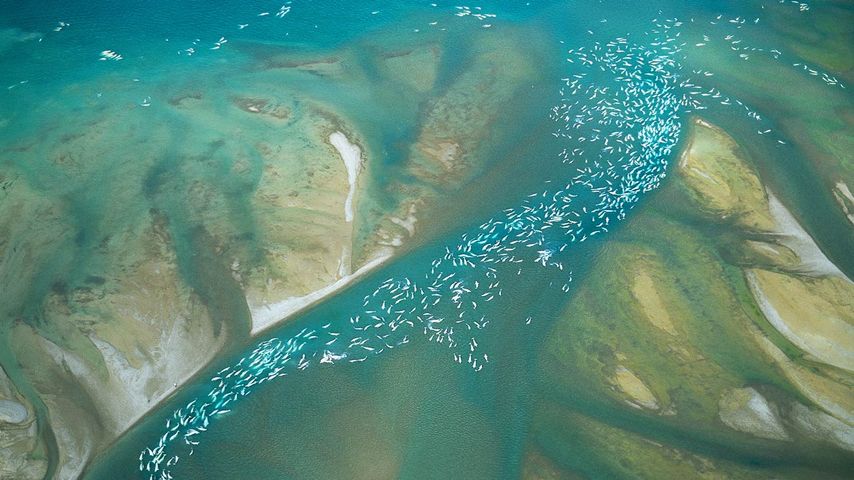 An aerial view of a pod of beluga whales congregated in an inlet, Canada