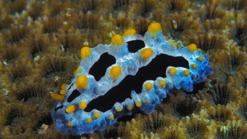 Phyllidia coelestis, a sea slug 