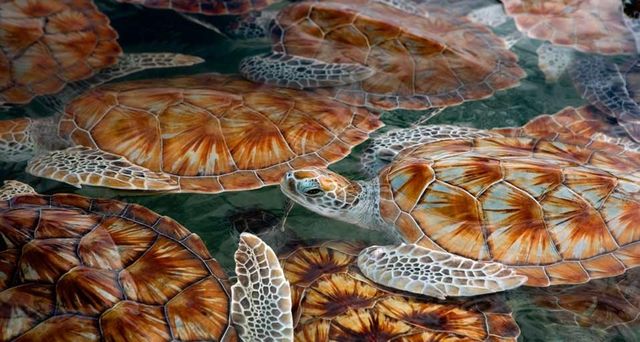 Green sea turtle hatchlings at Boatswain's Bay, Grand Cayman Island