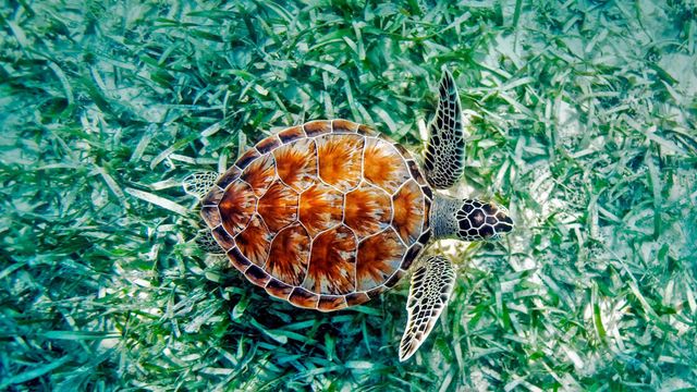 「アオウミガメ」ハワイ