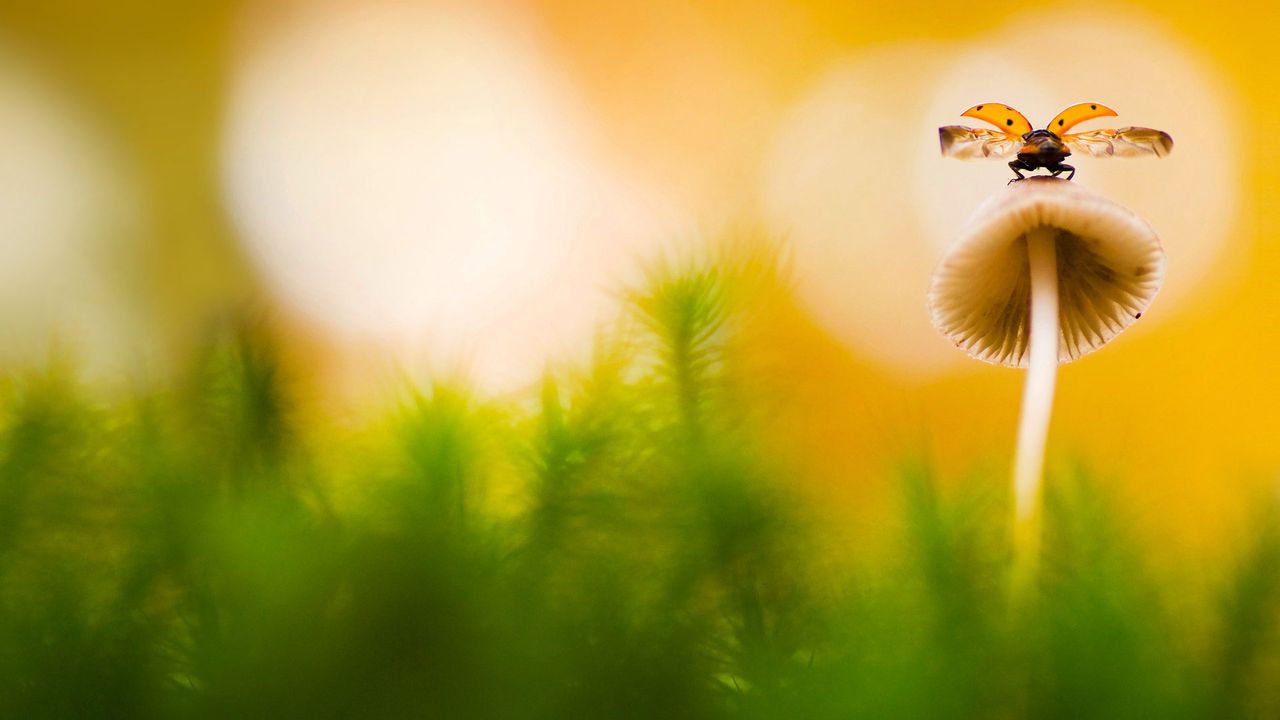 Seven-spot ladybird on a mushroom in Arnhem, Netherlands 
