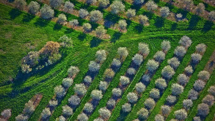 Cherry orchards bloom in Mason County, Michigan