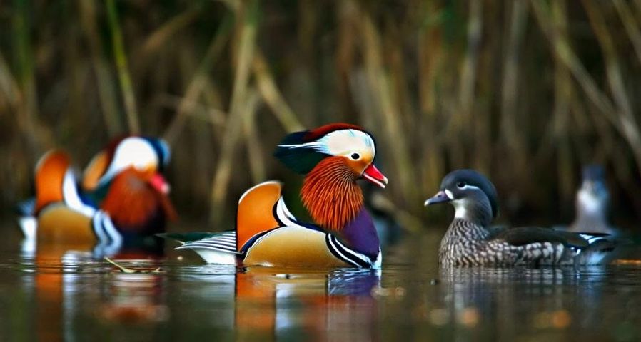 Mandarin ducks swimming in the Forest of Dean, Gloucestershire County, England