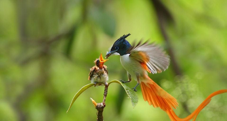 An adult male Asian paradise-flycatcher feeding a chick