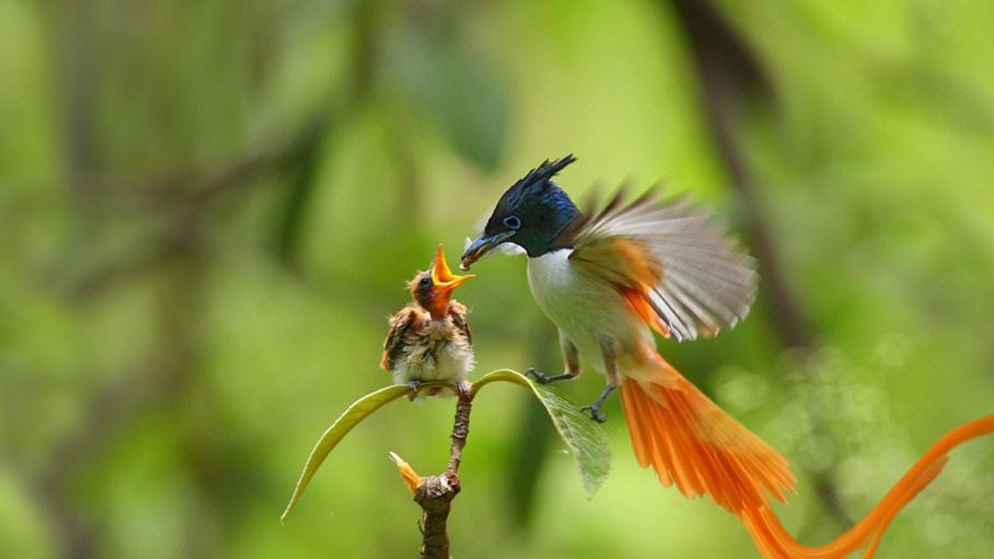 Un adulte mâle tchitrec de paradis en train de nourrir son petit, province  pakistanaise du Pendjab - Bing Gallery