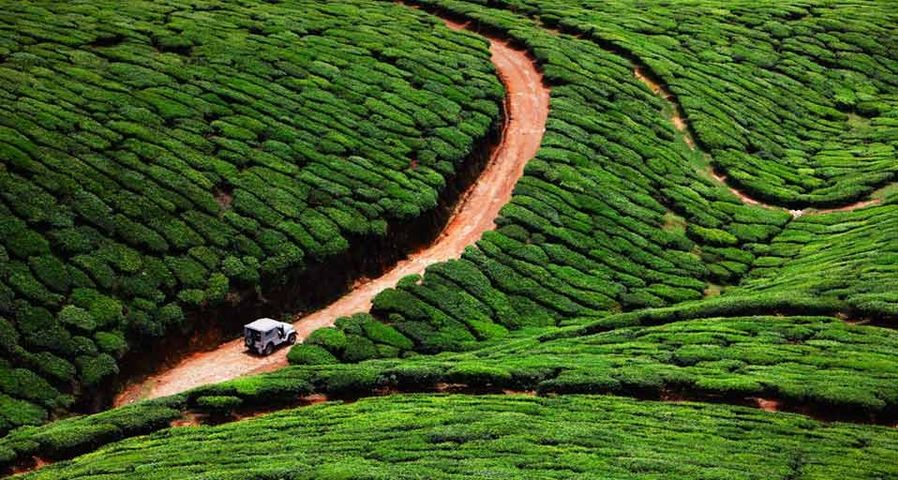 Vehicle traveling through a tea plantation in Kerala, southern India