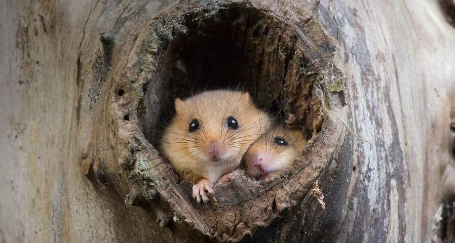 Common Dormouse (Muscardinus avellanarius) at nest opening in tree trunk, Normandy, France