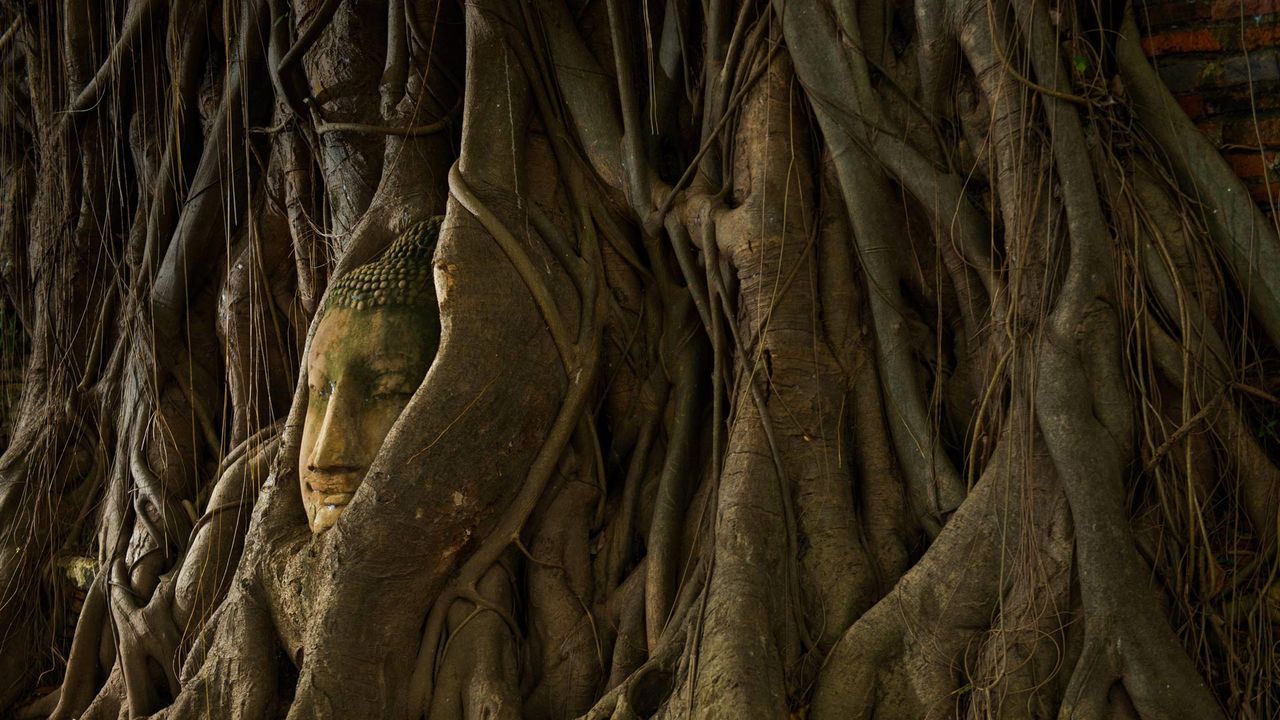 A stone Buddha head in the roots of a tree, Ayutthaya, Thailand 