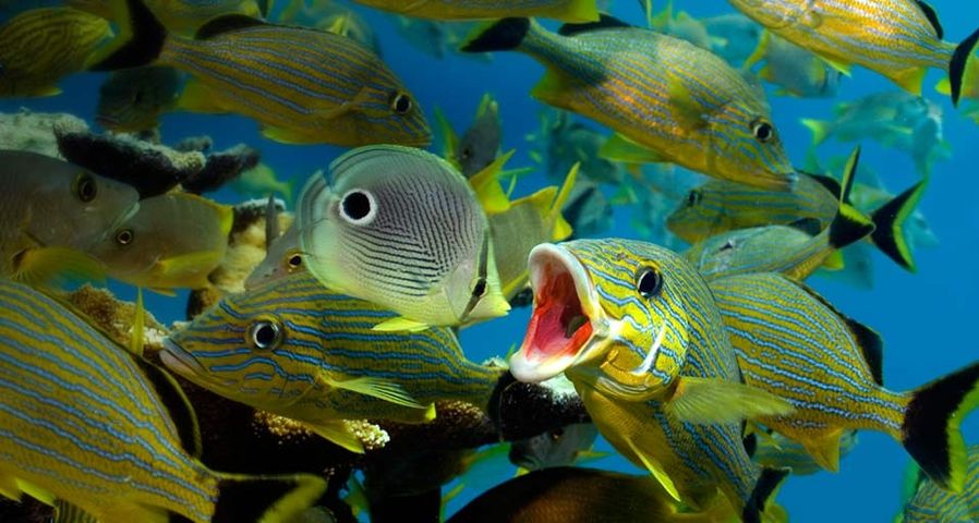 Cleaning behaviour of blue-striped grunt and four-eyed butterfly fish, Florida Keys National Marine Sanctuary, USA