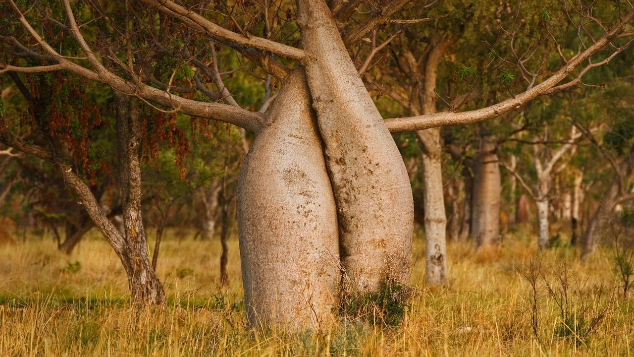 Australian baobab tree, Kimberley region, Western Australia - Bing