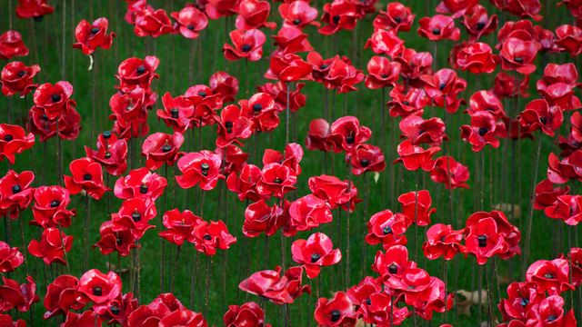 Poppy display at the Tower of London