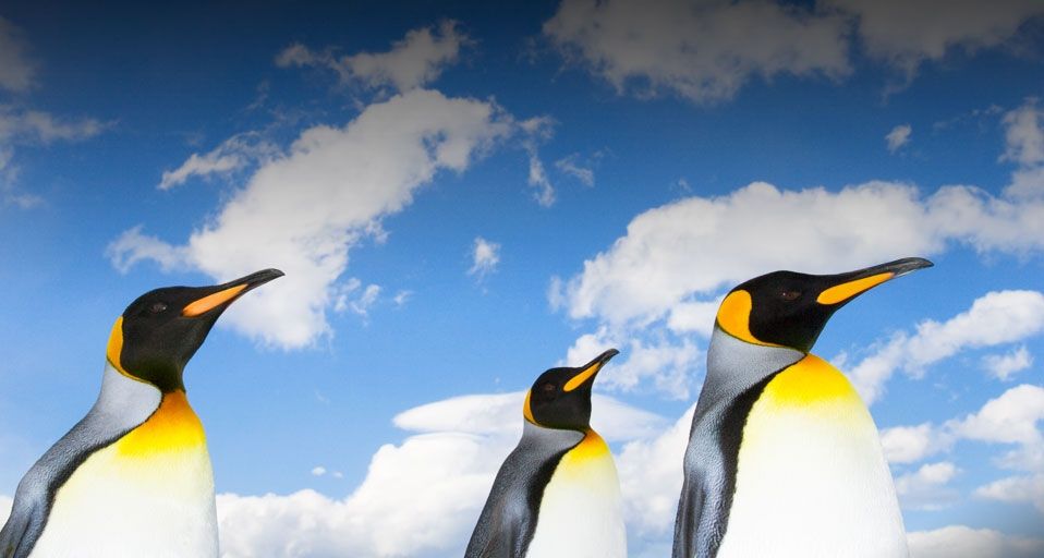 King penguins on beach under a cloud-filled sky - John Eastcott and Yva Momatiuk/Getty Images ©