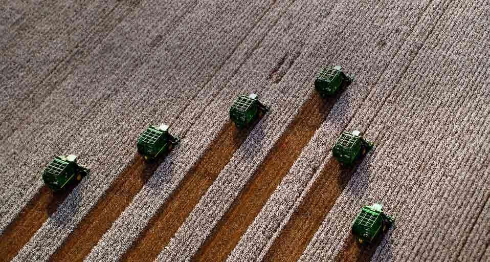 Récolte du coton au Costa Rica