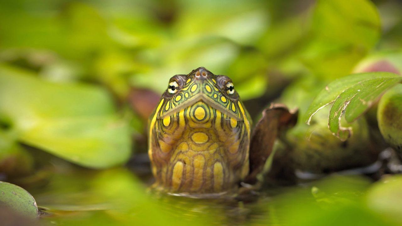 Tortue de Floride
